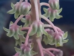 Ledebouria socialis flowers